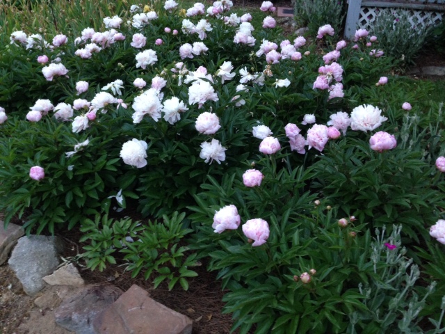 2015 Peonie Bed Begins to Fade