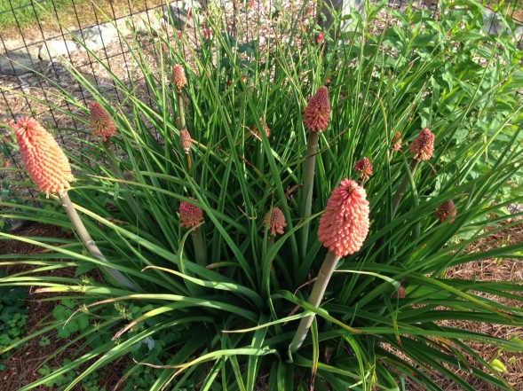2015 Red Hot Poker - not yet fully blooming